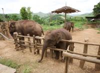 Das Elefantenkrankenhaus