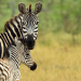 Serengeti