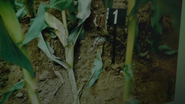 Bild 1 von 6: In einem Maisfeld bei Meerbusch konnten Ermittler 1992 die Brille des Opfers bereits sicherstellen und untersuchen.