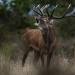 Der Hirsch - König des Waldes
