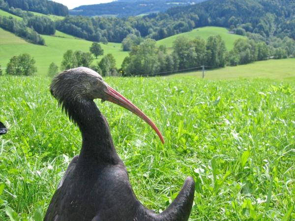 Bild 1 von 5: Waldrapp beim Sonnenbad.