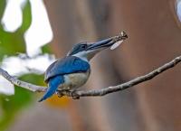 Australiens verborgenes Paradies - Lord Howe Island