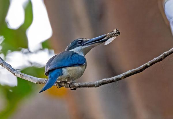 Bild 1 von 27: Im Bild: In der Zikadensaison wechseln sogar Eisvo¨gel den Speiseplan von Fisch auf Insekt.