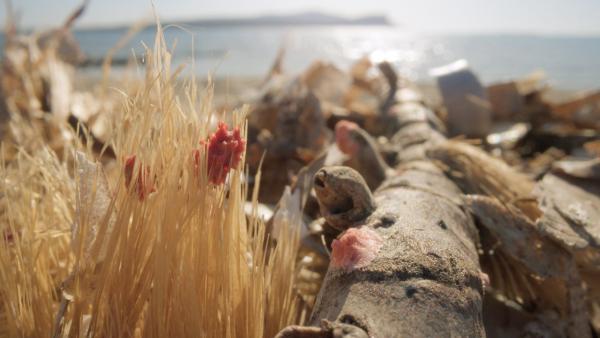 Bild 1 von 5: Ein rosafarbiger Einzeller, der in Seegraswäldern lebt, ist für die rosa Farbe des Strandes verantwortlich.