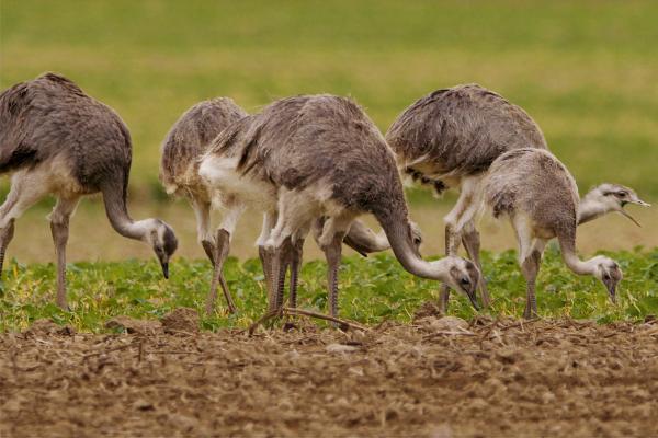 Bild 1 von 7: In großen Herden fressen Nandus die Äcker kahl.