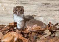 Wunderwelt Garten: Die heimliche Wildnis