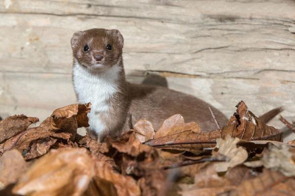 Bild 1 von 11: Im Bild: Das Mauswiesel ist das kleinste Raubtier in unseren heimischen Gärten. Es dezimiert vor allem Wühlmäuse.