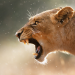 Fight Club der Tiere - Machtgefüge