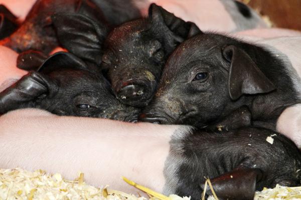 Bild 1 von 2: Nachwuchs bei den Landschweinen auf dem Schaubauernhof. Im Streit um die Zitzen der Muttersau hat sich ein Ferkel verletzt. Heute untersucht Tierärztin Annika, ob die Behandlung anschlägt - oder ob das Jungtier eingeschläfert werden muss.