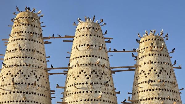 Bild 1 von 45: Im Bild: Seit jeher werden hier Tauben gehalten - sie sind Teil der uralten Traditionen Siwas.