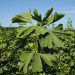 Ginkgo - Odyssee eines Wunderbaums
