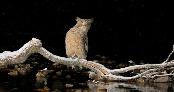 Bild 1 von 15: Ein Riesenfischuhu im fernen Osten Russlands.