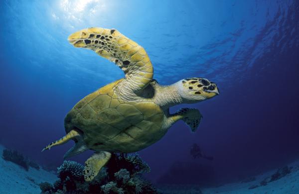 Bild 1 von 8: Unechte Karett-Schildkröte.