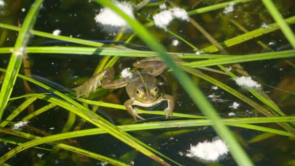 Bild 1 von 4: Ein Frosch in der Bolle di Magadino.