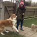 Anna und die Haustiere