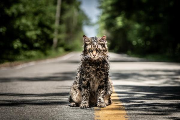 Bild 1 von 7: PET SEMATARY, from Paramount Pictures.