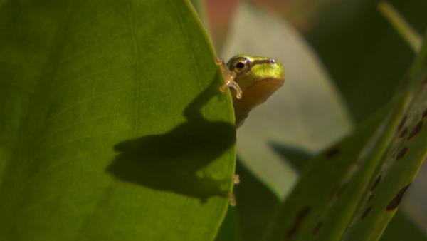 Bild 1 von 5: Ein junger Laubfrosch.