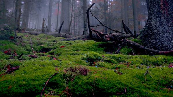 Bild 1 von 6: Im Bild: Luft-und Wasserfilter Moos.