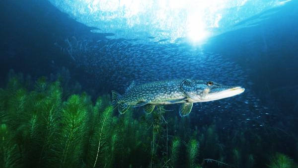 Bild 1 von 3: Ein Hecht schwimmt in einem Baggersee in der Nähe von Straßburg.