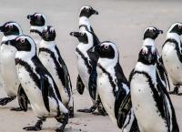 Tierische Titanen
