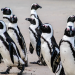 Tierische Titanen