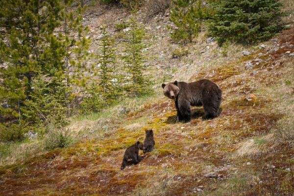 Bild 1 von 15: Grizzlybären leben in den Bergen des westlichen Nordamerikas von den Rocky Mountains bis nach Alaska. Sie überwintern in hoch gelegenen Höhlen an verschneiten Abhängen. Dort bekommen sie auch ihre Jungen. Im Frühling führen die Mütter den Nachwuchs in die Täler. Dort schmilzt der Schnee früher, und sie können sich an frischen Trieben satt fressen.