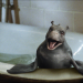 Mein Freund, der Wasserdrache