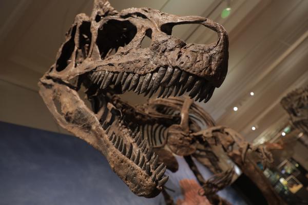 Bild 1 von 3: Wie konnten die Dinosaurier eine so enorme Größe erreichen? Und welchen Zweck verfolgte die Natur damit? Forscher der Uni Bonn versuchen, dieses Rätsel zu lösen.