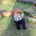 Bronx Zoo - Tierpark der Superlative