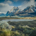 Pumas in der Wildnis Patagoniens