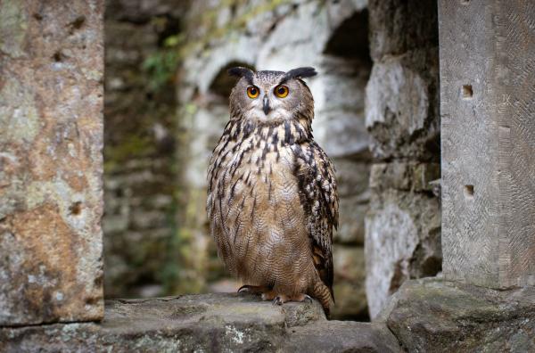Bild 1 von 2: Wildtiere wie der Uhu bewohnen heute Ruinen die in den Wäldern der Böhmischen Schweiz versteckt liegen.