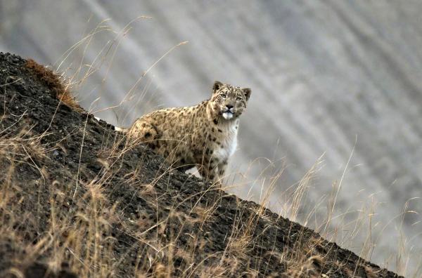 Bild 1 von 4: Auf der Pirsch: Schneeleopardin Pema beobachtet eine Herde Steinböcke.