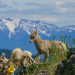 Die Rockies - Überleben in der Wildnis