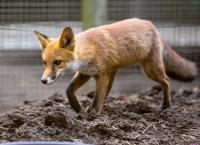 Das geheime Leben der Füchse