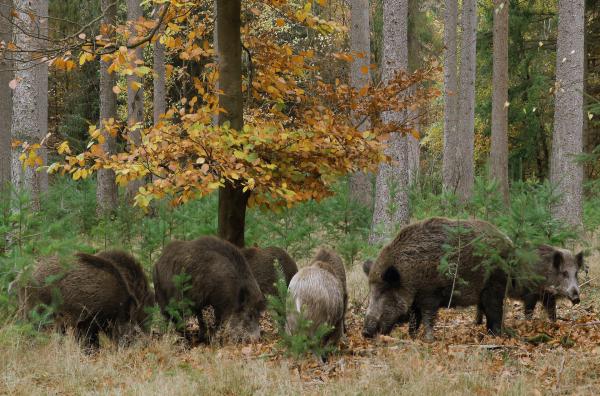 Bild 1 von 13: Während im Herbst die Paarungszeit der Wildschweine beginnt, bereiten sich Dachse schon auf ihre Winterruhe vor.