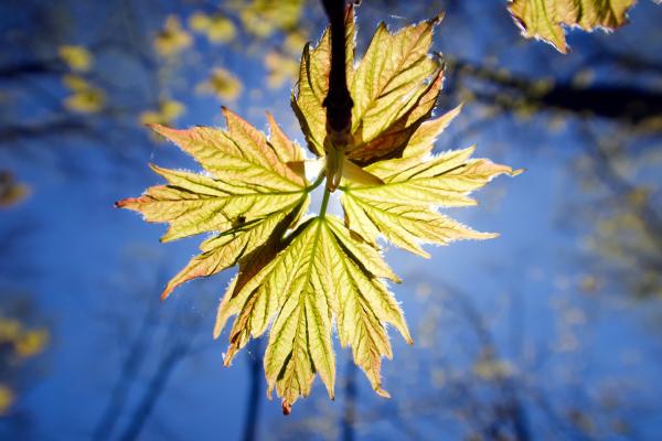 Bild 1 von 12: Ein Ahornbaum in Kanada entwickelt nach der langen Winterpause frische Blätter, mit denen er Fotosynthese betreiben kann.
