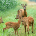Unser Wild