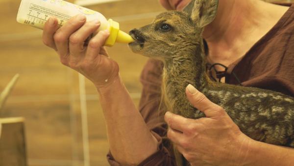 Bild 1 von 4: Kitz Rehlinde bekommt von Tierschützerin Anne-Marie Prem die Flasche.