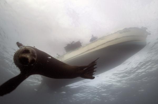 Bild 1 von 4: Für Seelöwen wird es immer schwieriger, Fische zu finden. Normalerweise jagen sie Sardinen, inzwischen wenden sie sich jedoch einer Beute zu, die wesentlich größer ist - der Thunfisch erfordert ganz neue Fangtechniken.