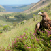 Ein Jahr in Irlands Natur