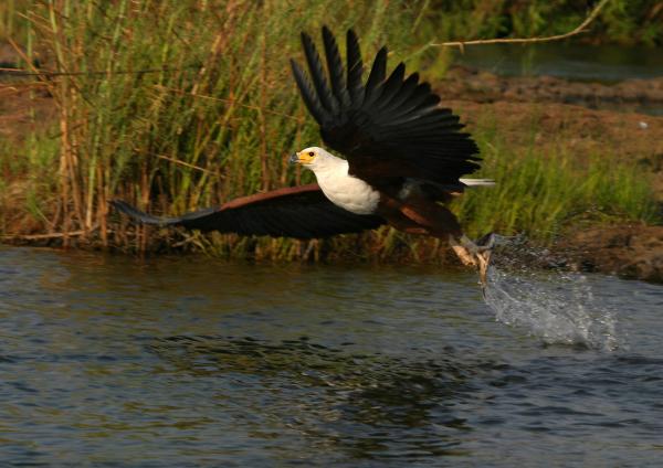 Bild 1 von 6: Vor dem Hintergrund des UNESCO-Weltnaturerbes erzählen die Filmautoren Natur- und Tiergeschichten rund um die Victoria-Fälle: Von Flusspferden, die im Sambesi ihre festen Reviere haben und von Bootsfahrern ängstlich gemieden werden und von Fischadlern (im Bild), die im fischreichen Sambesi genug finden, um ihre Küken großzuziehen.
