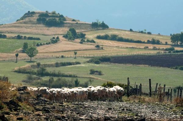 Bild 1 von 4: Die Wolle der Schafe aus der französischen Region Gévaudan ist besonders kostbar.