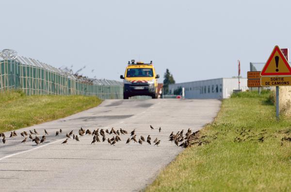 Bild 1 von 11: Die Stare haben herausgefunden, dass der Asphalt die Wärme speichert. Und sie lieben es, sich auf der Piste die Füße zu wärmen Ö