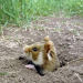 Der kleine Held vom Hamsterfeld