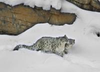 Mythos Schneeleopard