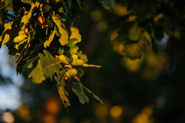 Bild 1 von 5: Die Eiche gehört zu den stattlichsten Bäumen unserer Heimat.