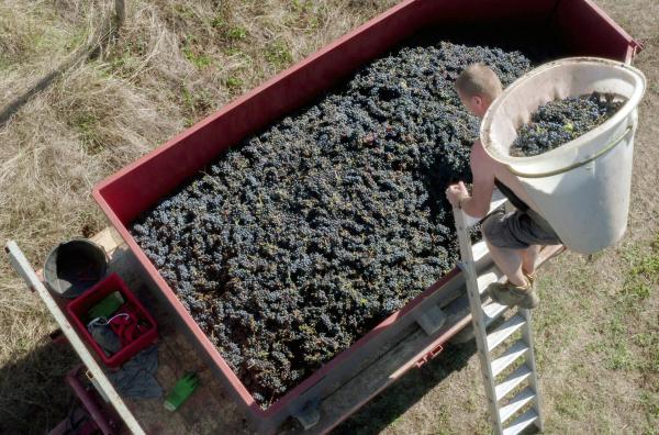 Bild 1 von 4: Erntezeit im Beaujolais: Die für die Region typische Gamay-Traube wird von Hand geerntet.