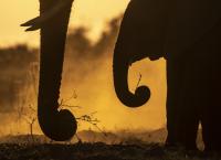 Okawango - Fluss der Träume