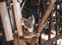 Wildlife Diaries Australien