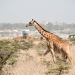 Wildes Nairobi